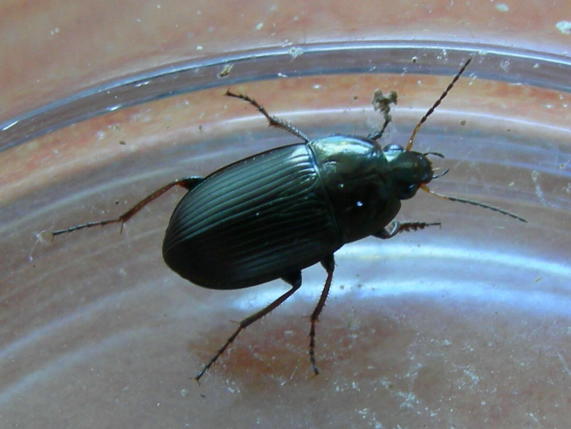 Carabidae: Amara simulata, Harpalus distinguendus, Ophonus azureus  e Dinodes decipiens